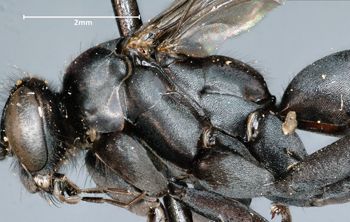 Media type: image;   Entomology 30973 Aspect: thorax lateral